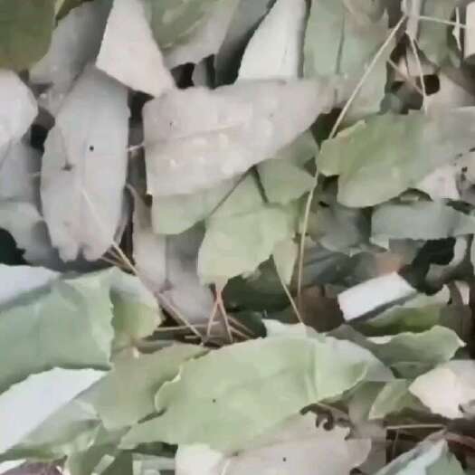 阳山县淫人霍