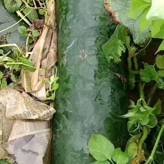 南宁黑皮冬瓜