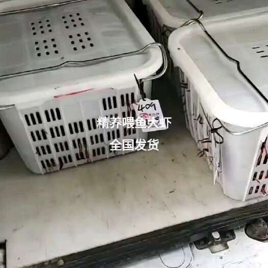 南京江苏高淳固城湖精品蟹塘小龙虾上市。小中大全规格分拣。基地直供