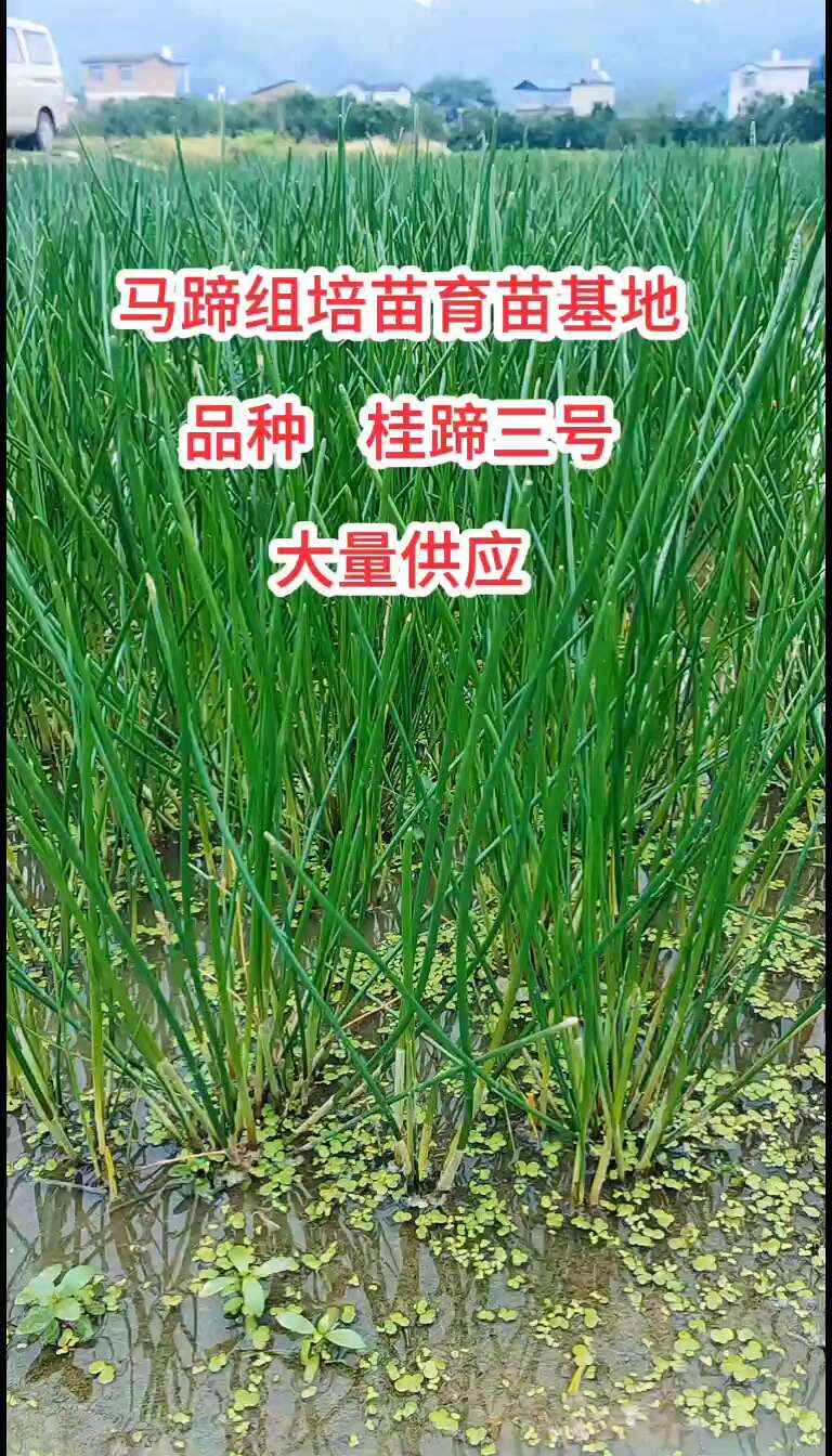 荸荠种苗 荔浦马蹄苗桂蹄二三号组培苗一、二代苗