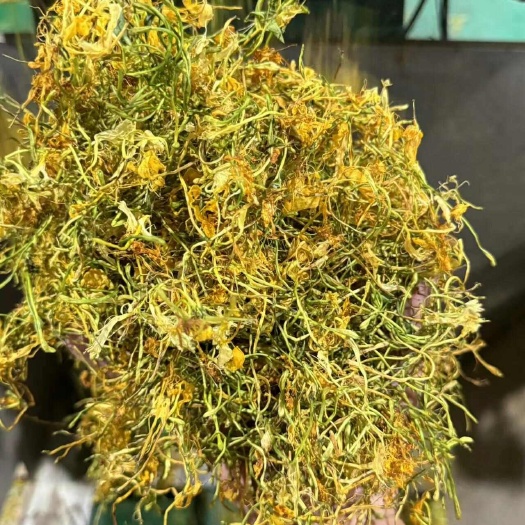 汶川县金银花