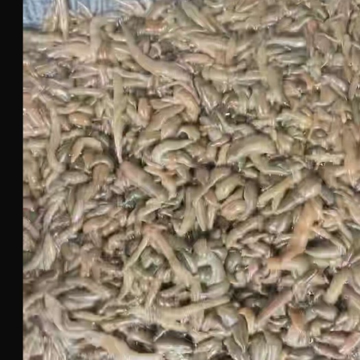 亳州纯正蚂蝗苗，日供50斤左右