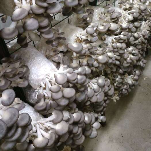南靖县秀珍菇