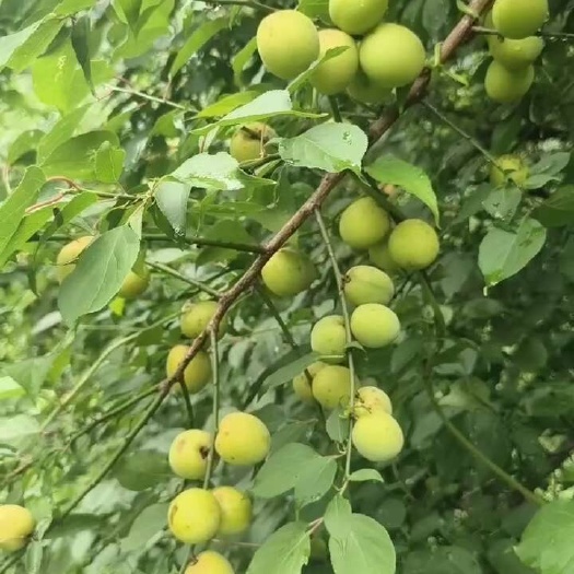 马边县青梅
