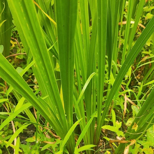 沭阳县水菖蒲