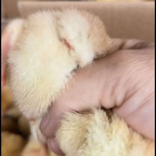 衡阳黄土二鸡苗，包发货，包打疫苗，厂家直销，