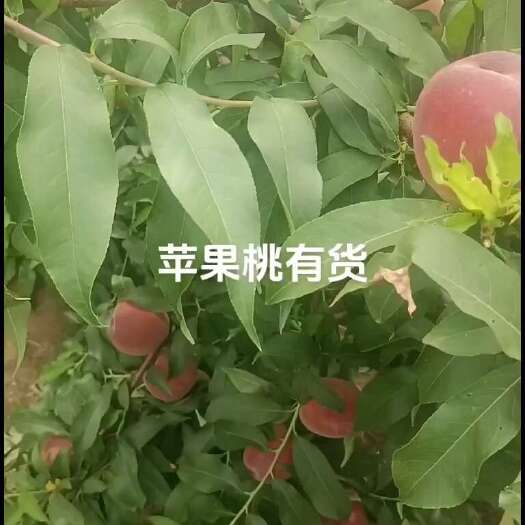 大荔县蜜桃