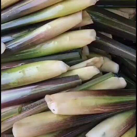 霍邱县精品茭白，常年出售，瓜苗供应。