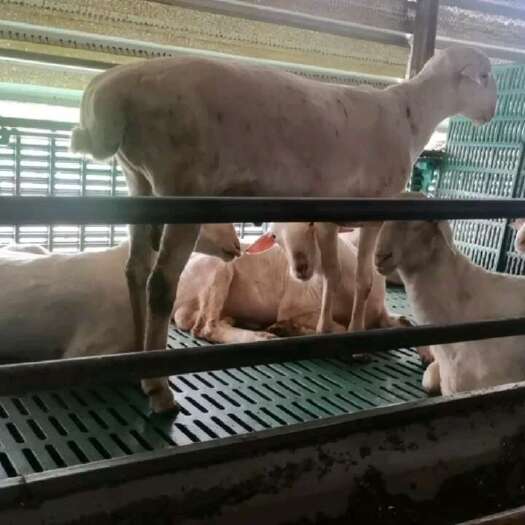 湖州养殖场纯颗粒羊粪，自然发酵风干，不掺土，无杂草