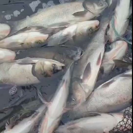 濮阳鲢鱼，白鲢鱼，养殖基地直发，货源稳定，价格低