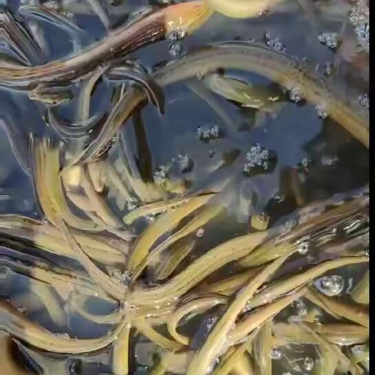 云阳黄鳝批发，诚心诚意收购的老板聊聊
