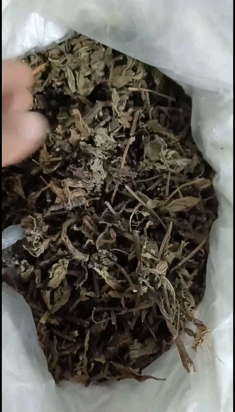 溪黄草