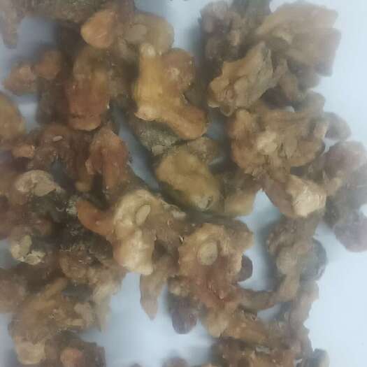 将乐县黄精