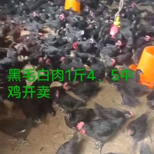 南安市中鸡开卖