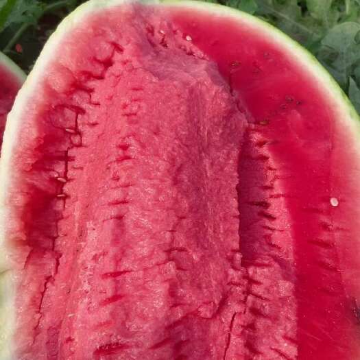 蒲城县金花西瓜