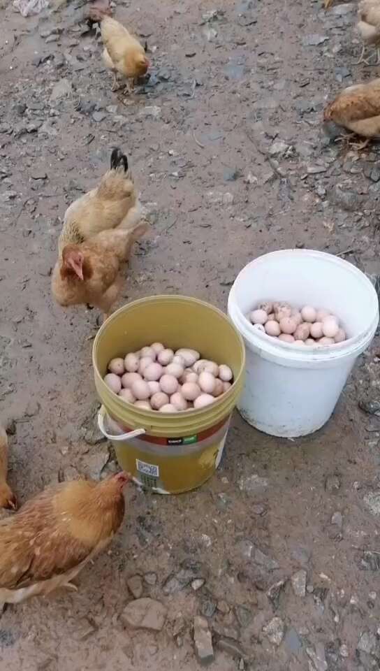 衡阳土鸡