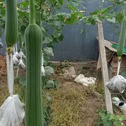江阴市油皮丝瓜