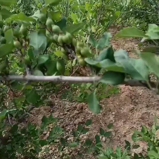 绛县青翘，药用连翘苗，哪里有连翘，什么价格！