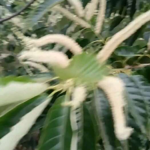 迁西县板栗在有两个多月就成熟了有要货的老板可以提前预约了