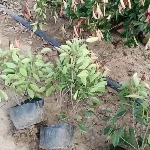 沭阳县大桶石楠