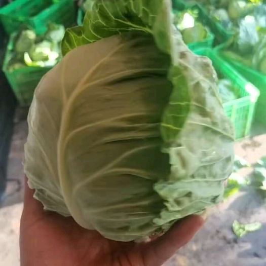 固原圆包菜