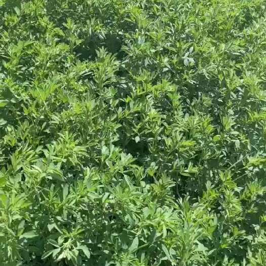 鄂温克旗青储草