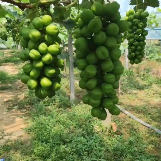 新沂市预售阳光玫瑰