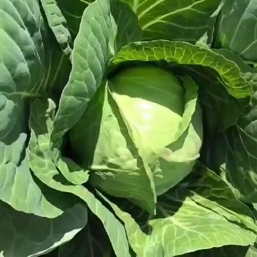 中宁县精品包菜