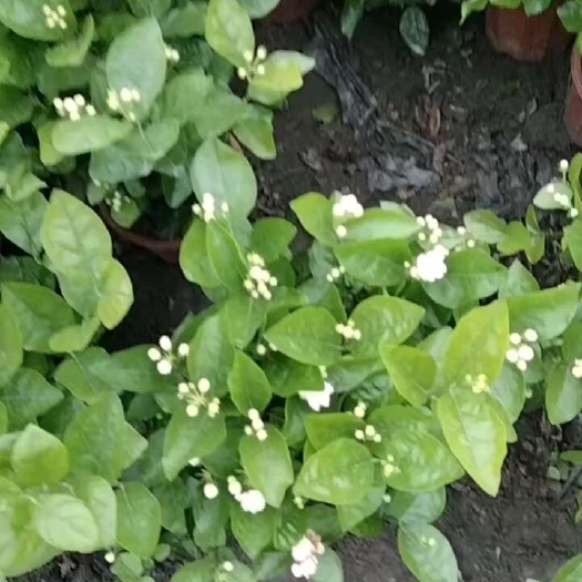 成都茉莉花