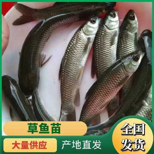广州一号草鱼苗脆肉鲩鱼苗已打疫苗抗病低价包邮