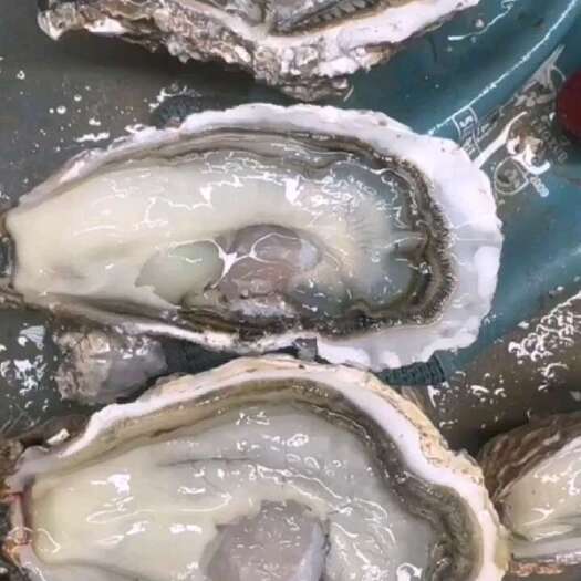 乳山市纯正乳山生蚝，自有海区自有加工厂
