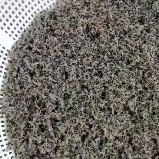 江门澳洲小龙虾黑头苗