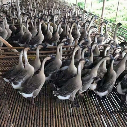 佛山广东清远黑宗鹅   鹅肉   新鲜现杀现发  全国各地发货