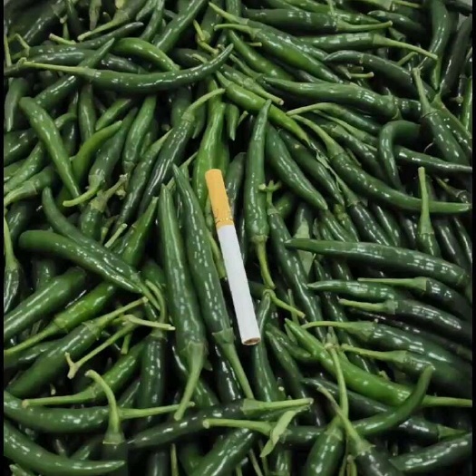 荣县黑小米辣，青小米辣椒，基地货源，全国发货。