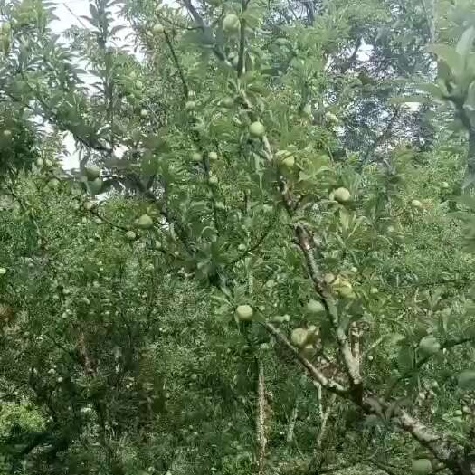 镇宁县四月李