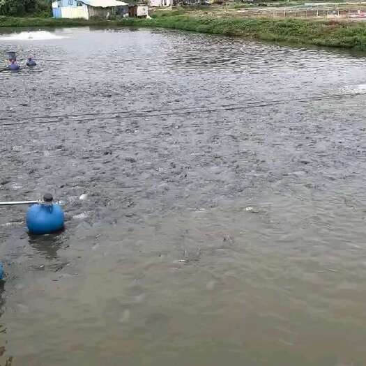 珠海1斤上罗非鱼大量出售，只做量大谢谢