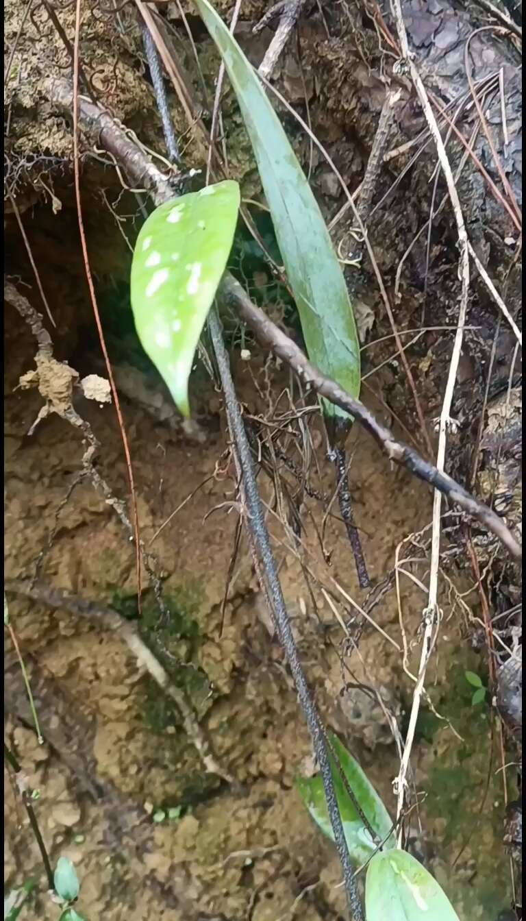 广西高山天然白肉土茯苓，统货