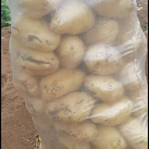 潍坊山东土豆大量有货