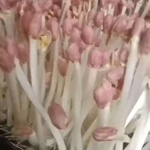 云梦县花生芽
