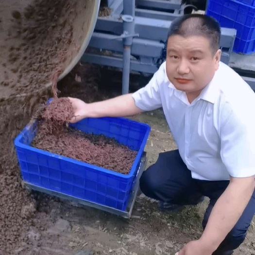蚯蚓苗，钓饵，育肥