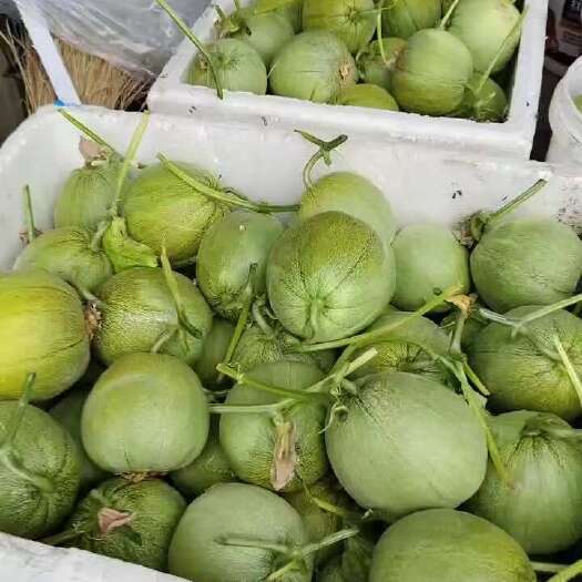 嘉善县绿宝石甜瓜