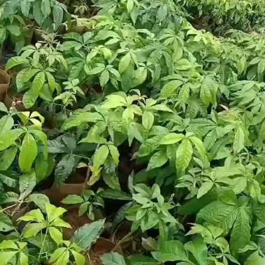 廉江市状元红冰淇淋果苗，白柿冰淇淋苗