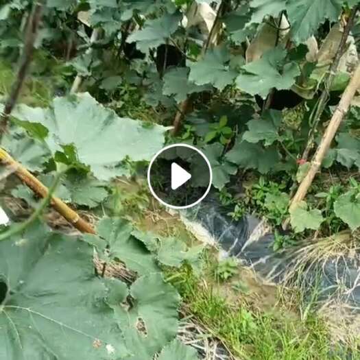 平远县冬瓜