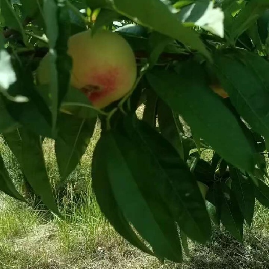霍尔果斯蟠桃