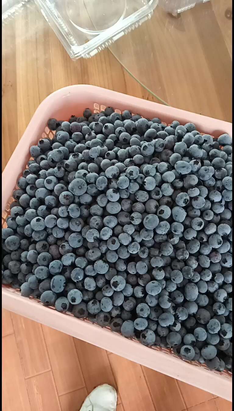 现采摘新鲜蓝莓