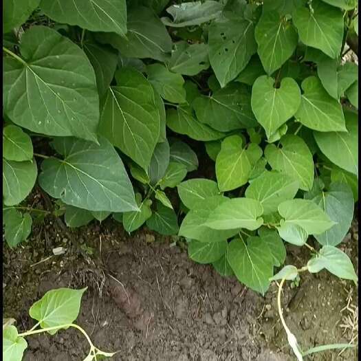 榕江县隔山消苗