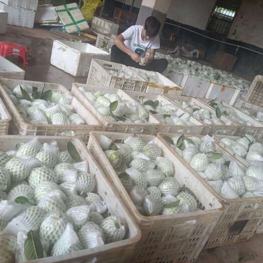 廉江市番石榴