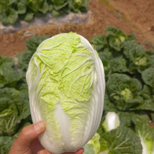 泸西县娃娃菜大量有货