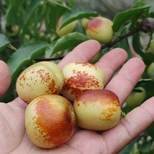 大荔县大荔冬枣，专注精品