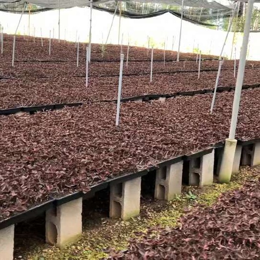 南靖县金线莲种子金线莲种苗金丝桃狗胡花金线蝴蝶过路黄金线兰苗